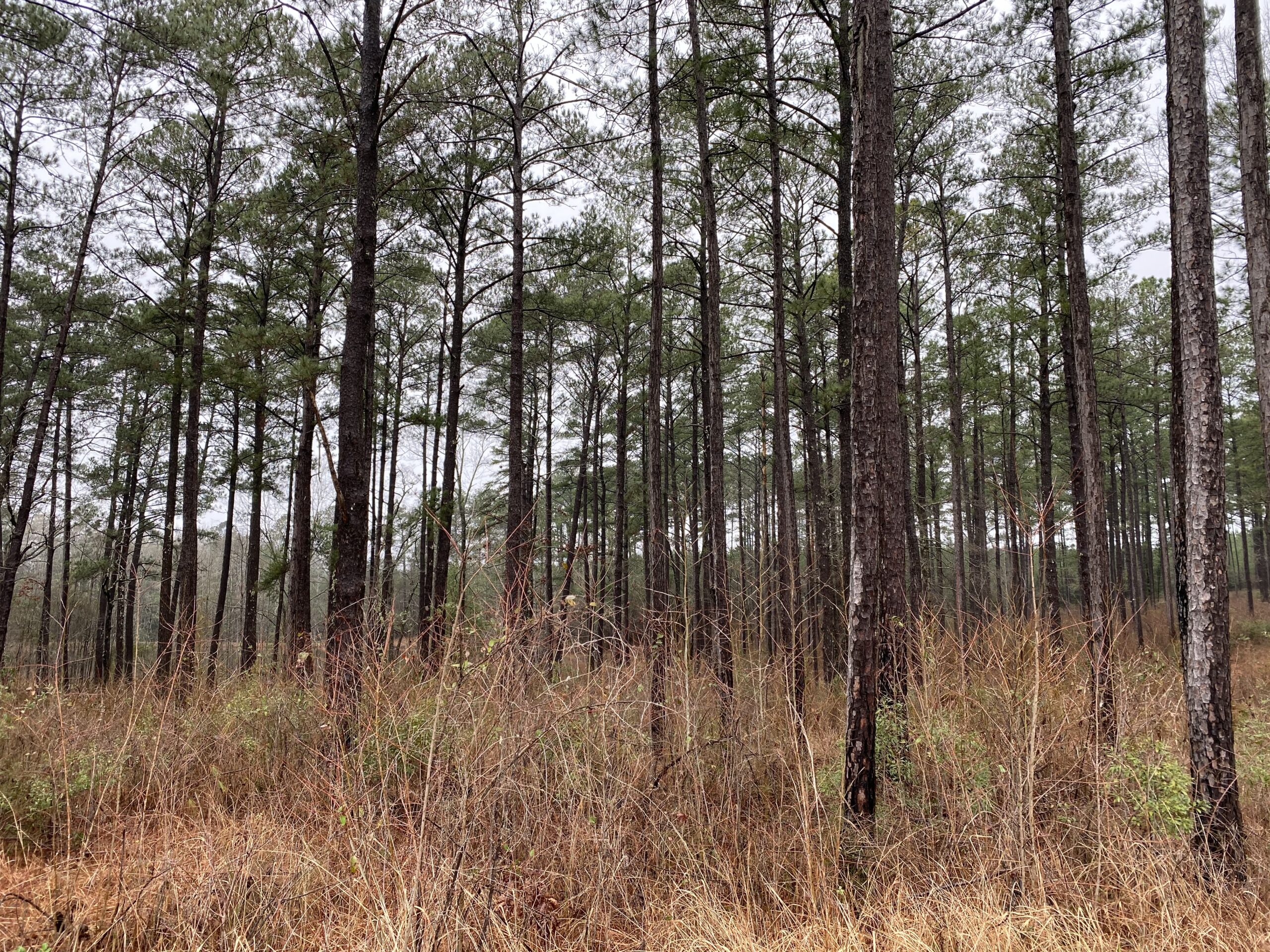 Cogongrass Control Mississippi/ Alabama: Why You Should Not Mow It
