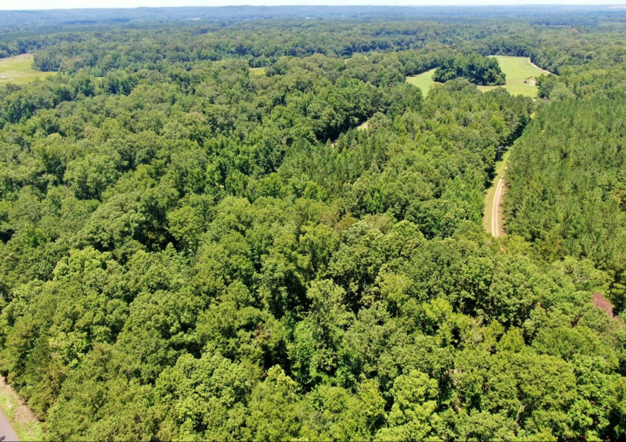 Pine timber stand in Mississippi