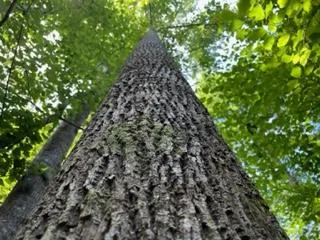 Tall tree viewed from below
