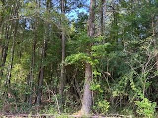 45± Acres for Sale in Jasper County, MS | Heidelberg Area